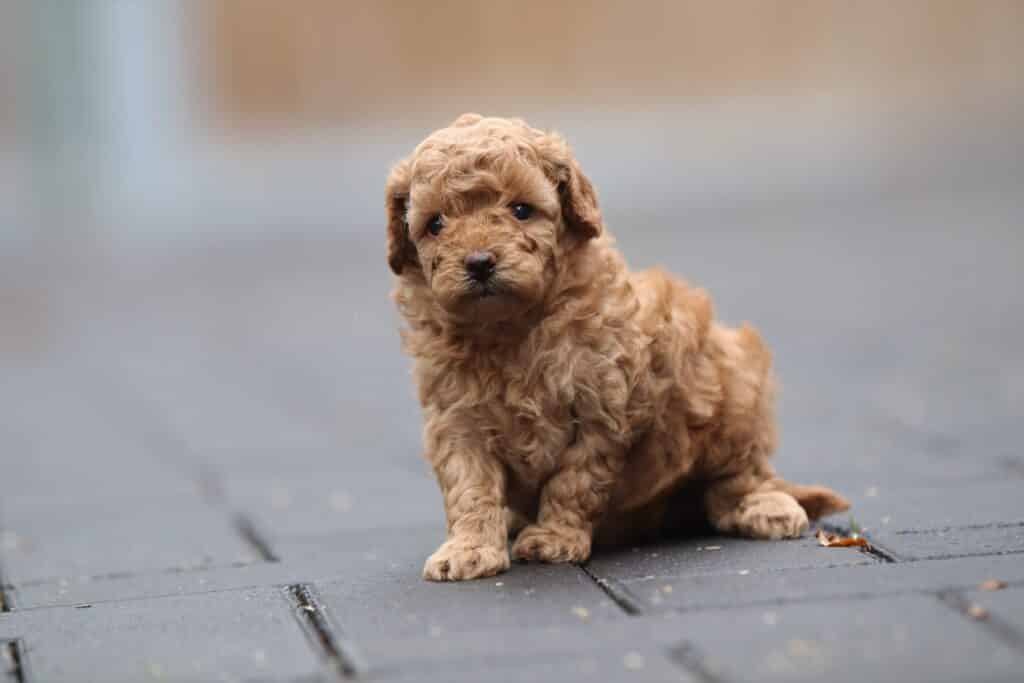Het Betoverende Karakter van Kleine Ras Honden