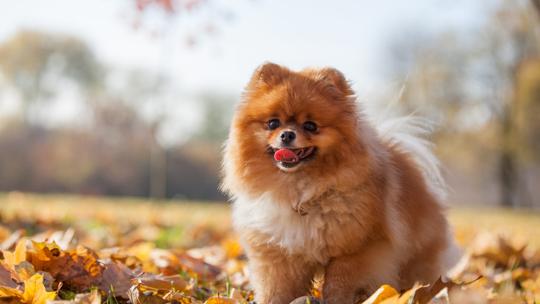 klein wollig hondje