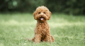 kleine hond met lange oren