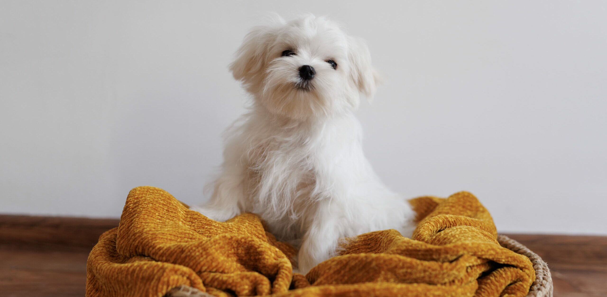 kleine kindvriendelijke hond