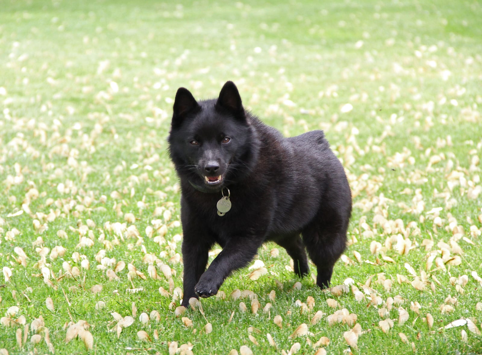 De Charme van de Kleine Zwarte Hond: Elegantie en Mysterie in een Donkere Vacht