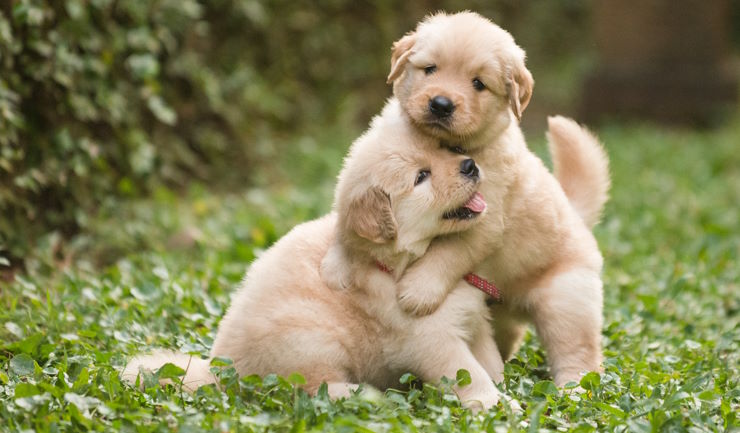pups kleine honden