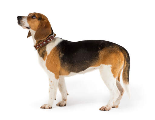 Ontdek Alles Over Het Geliefde Beagle Hondenras