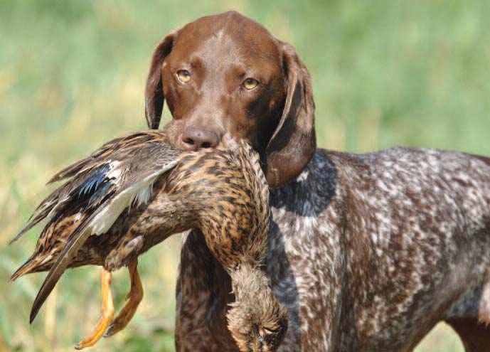 bruine kortharige hond