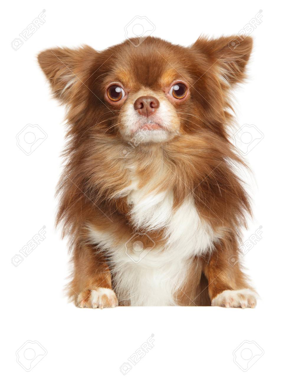 Prachtige Bruine Langharige Honden: Een Warme Knuffelkampioen