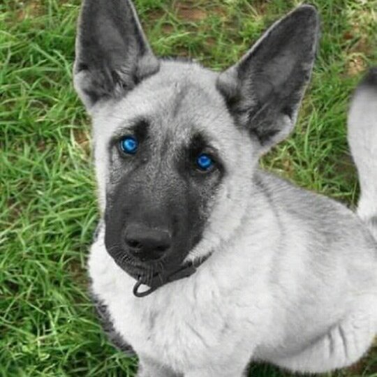 De Betoverende Schoonheid van de Grijze Hond Met Blauwe Ogen