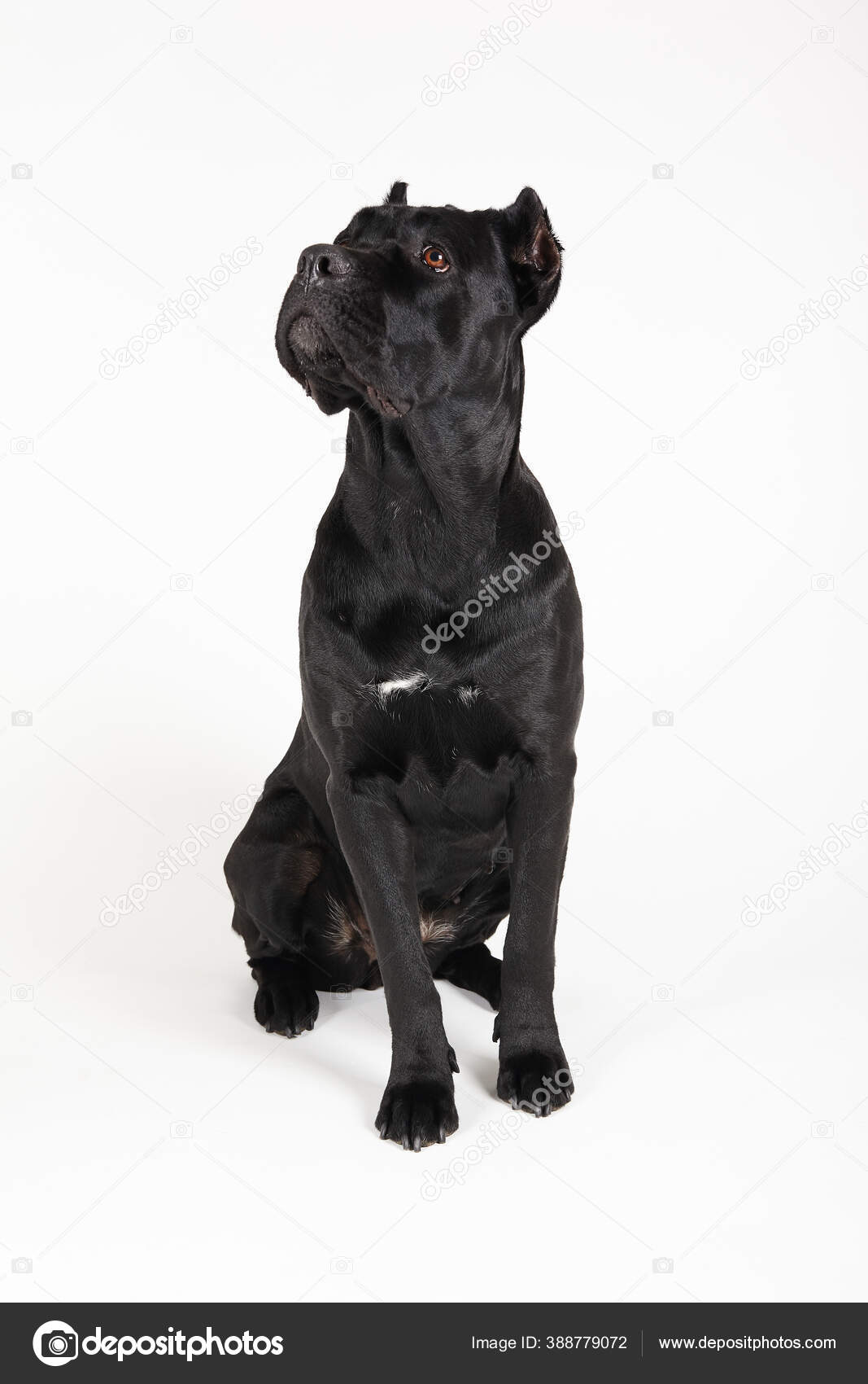 hondenras groot zwart