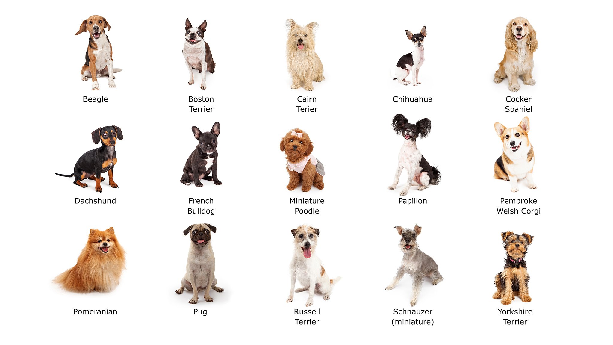kleine honden die klein blijven
