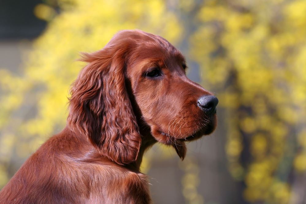 kleine honden die weinig blaffen