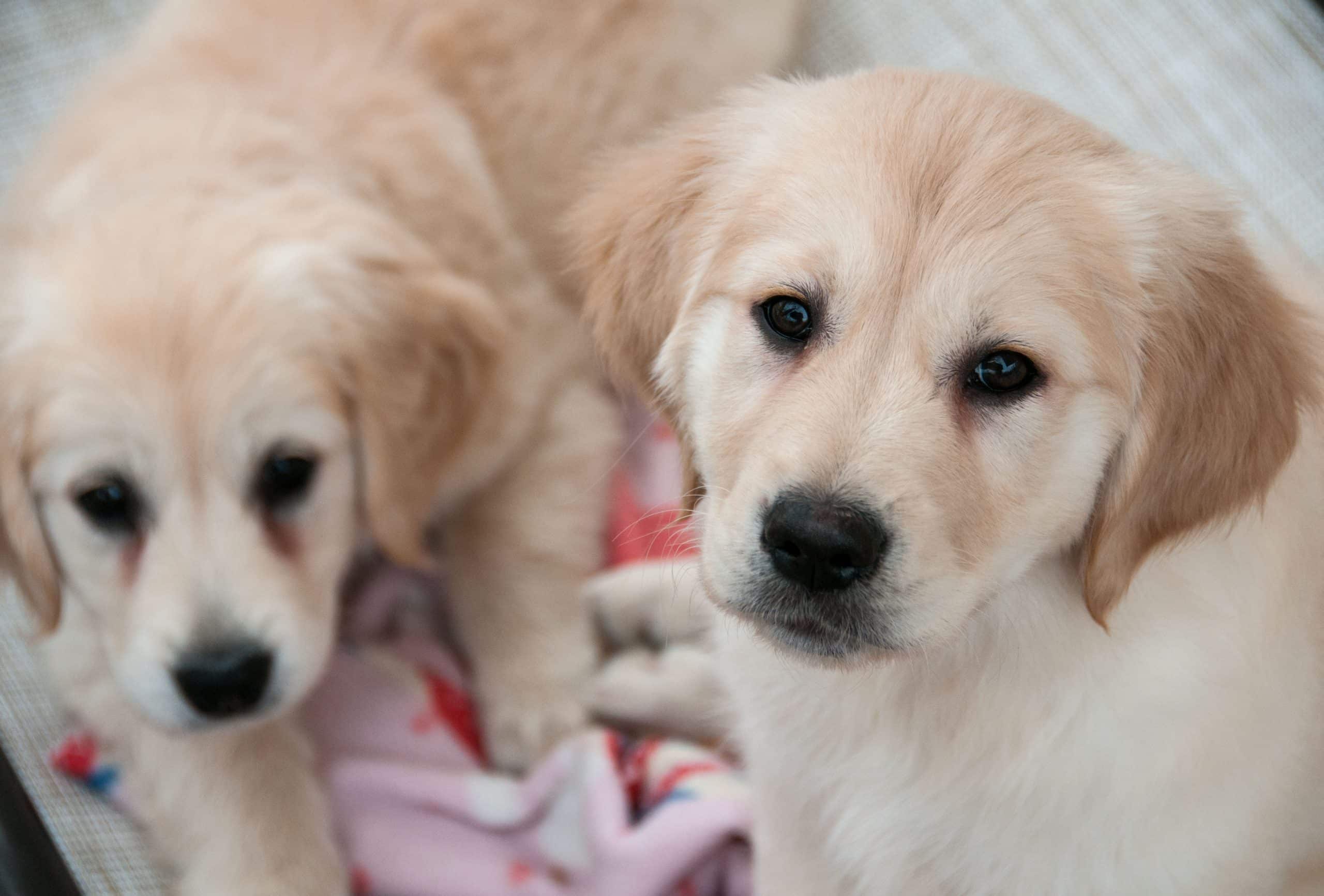 Schattige Kleine Honden Pups: Een Bron van Vreugde en Gezelschap