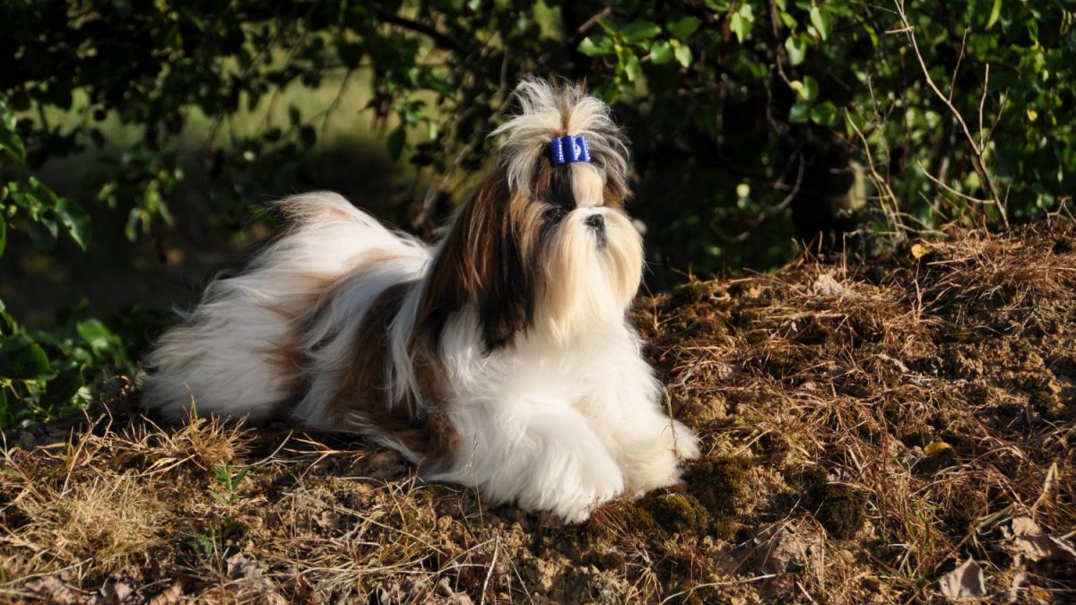 kleine makkelijke hond