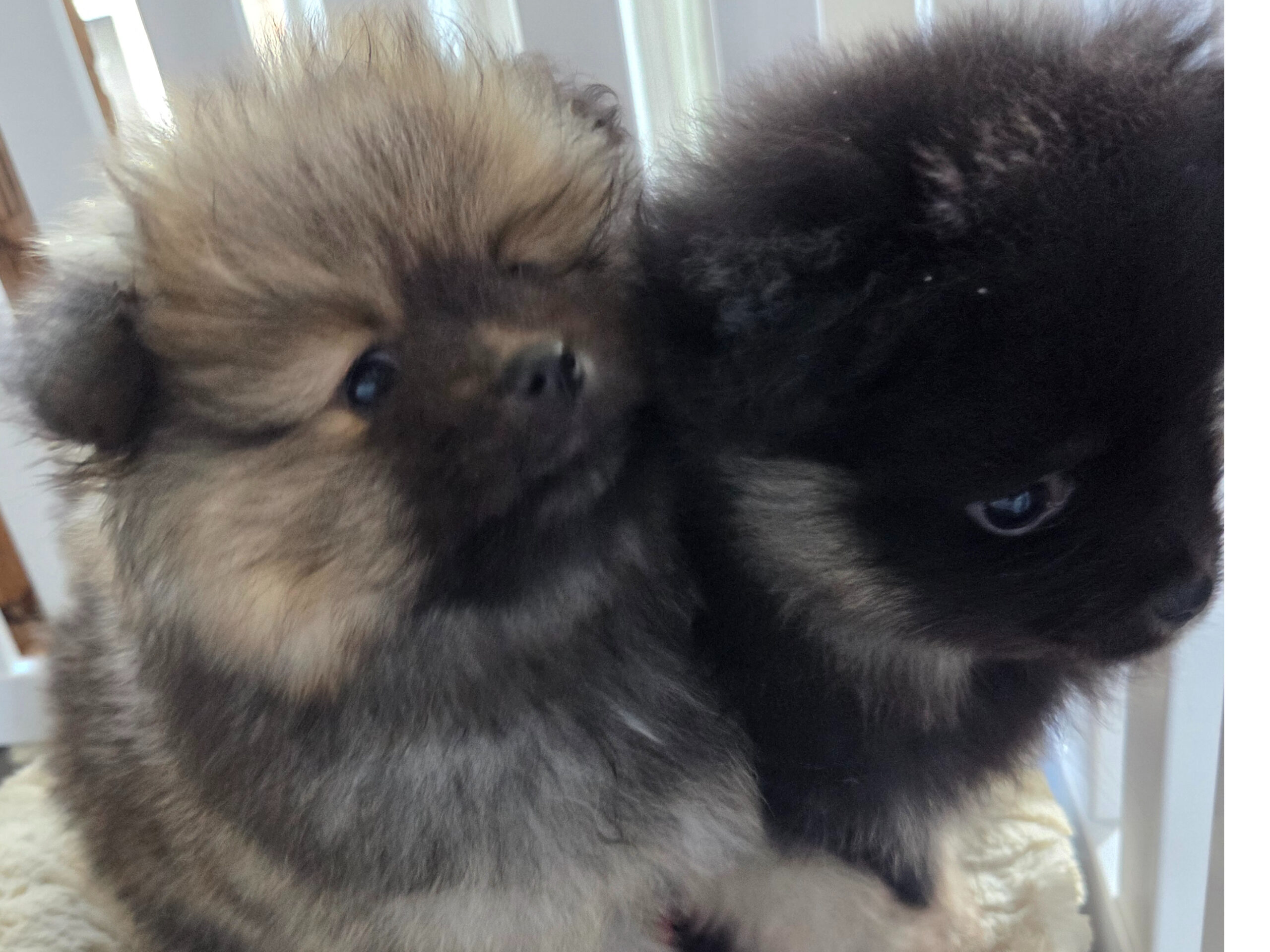 kleine puppy kopen