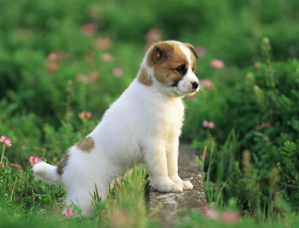 Ontdek de Charme van een Makkelijke Kleine Hond