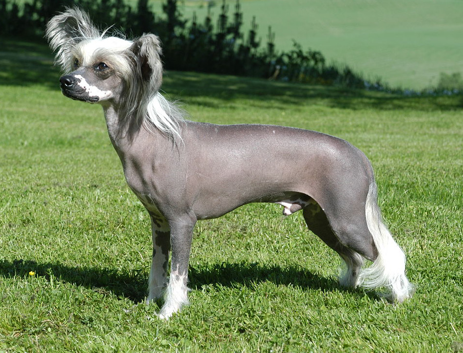 mooie kleine honden