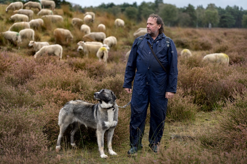 schapen hond ras
