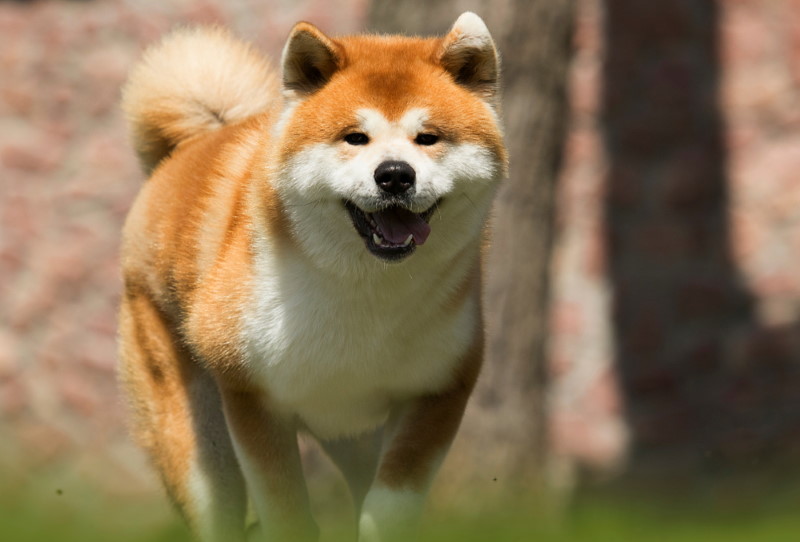 sterkste honden ter wereld