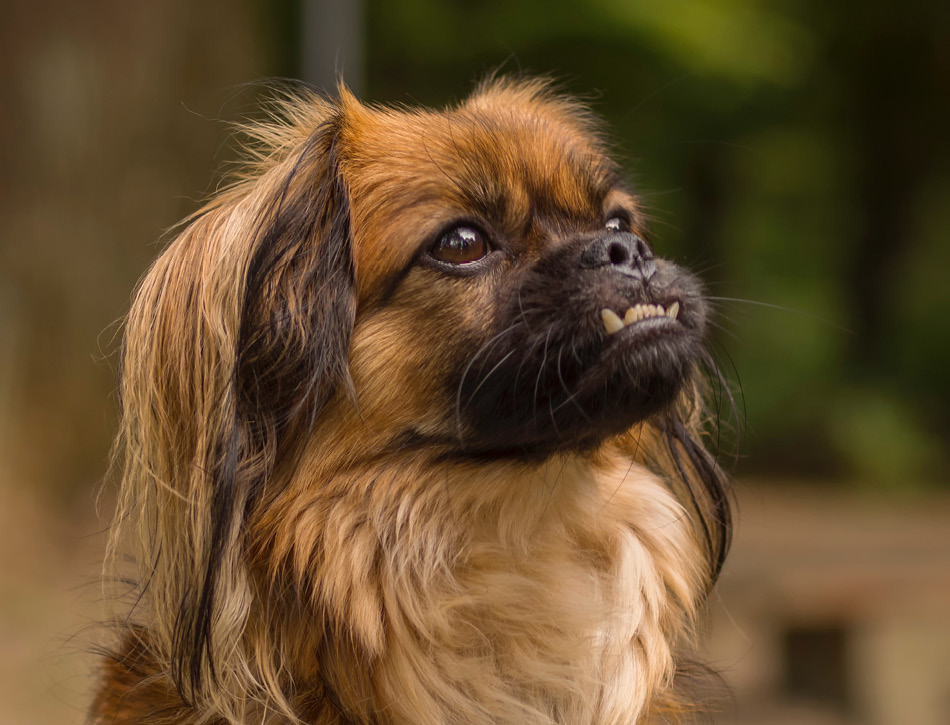 Ontmoet de Stoere Kleine Honden: Groot in Karakter, Klein van Stuk
