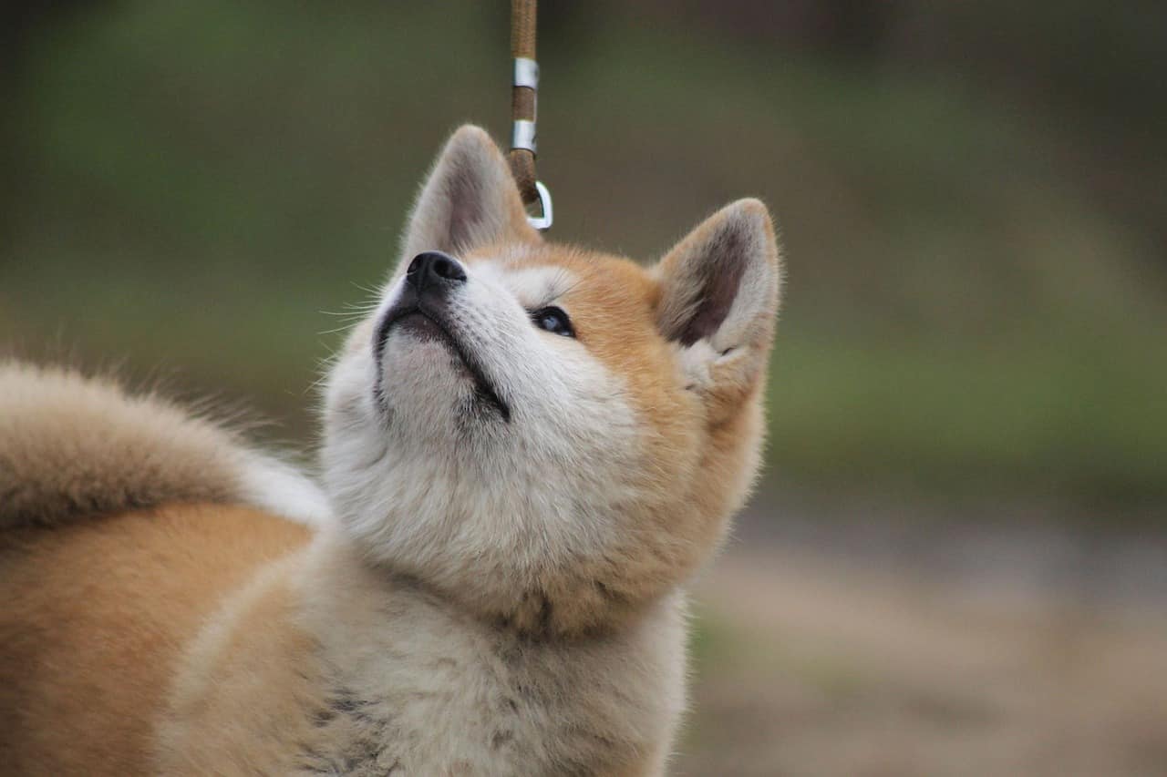 akita hond klein
