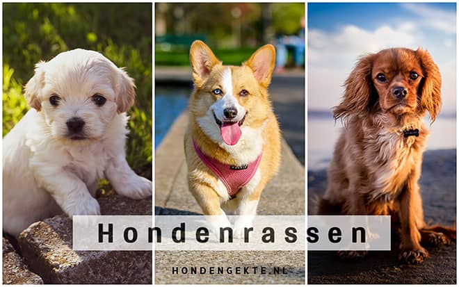 alle kleine hondenrassen