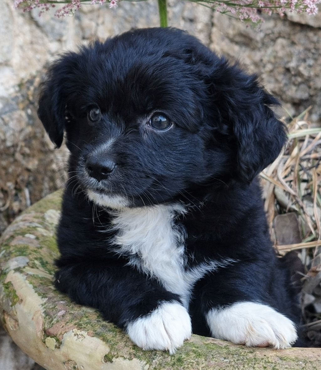 Kleine Adoptiehonden: Een Grote Liefde in Een Klein Pakketje