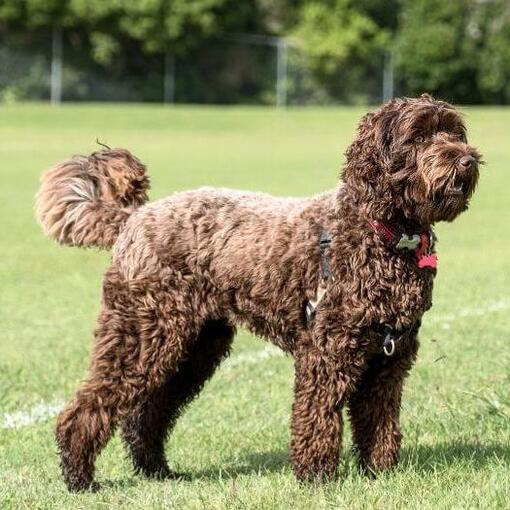 De Betoverende Wereld van de Kleine Doodle Hond