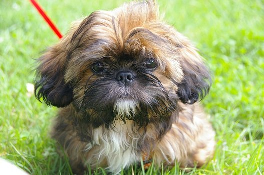 Stille Metgezellen: Kleine Honden Die Niet Blaffen