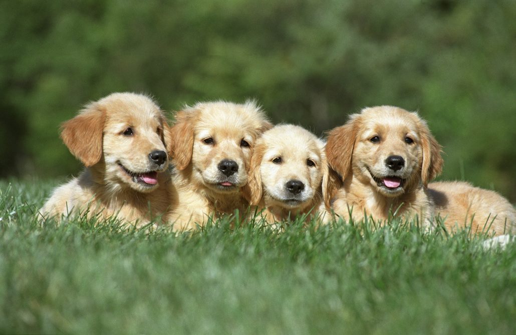Schattige Kleine Puppies Te Koop: Vind Jouw Nieuwe Harige Vriendje!