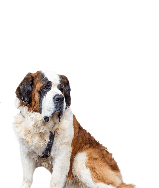 De Charmante Persoonlijkheid van de Kleine Sint Bernard Hond