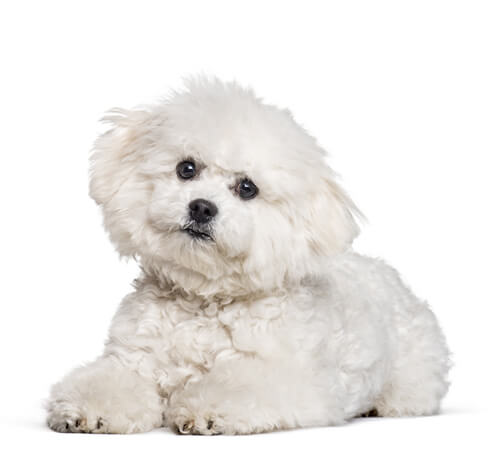 kleine witte hond met krullen