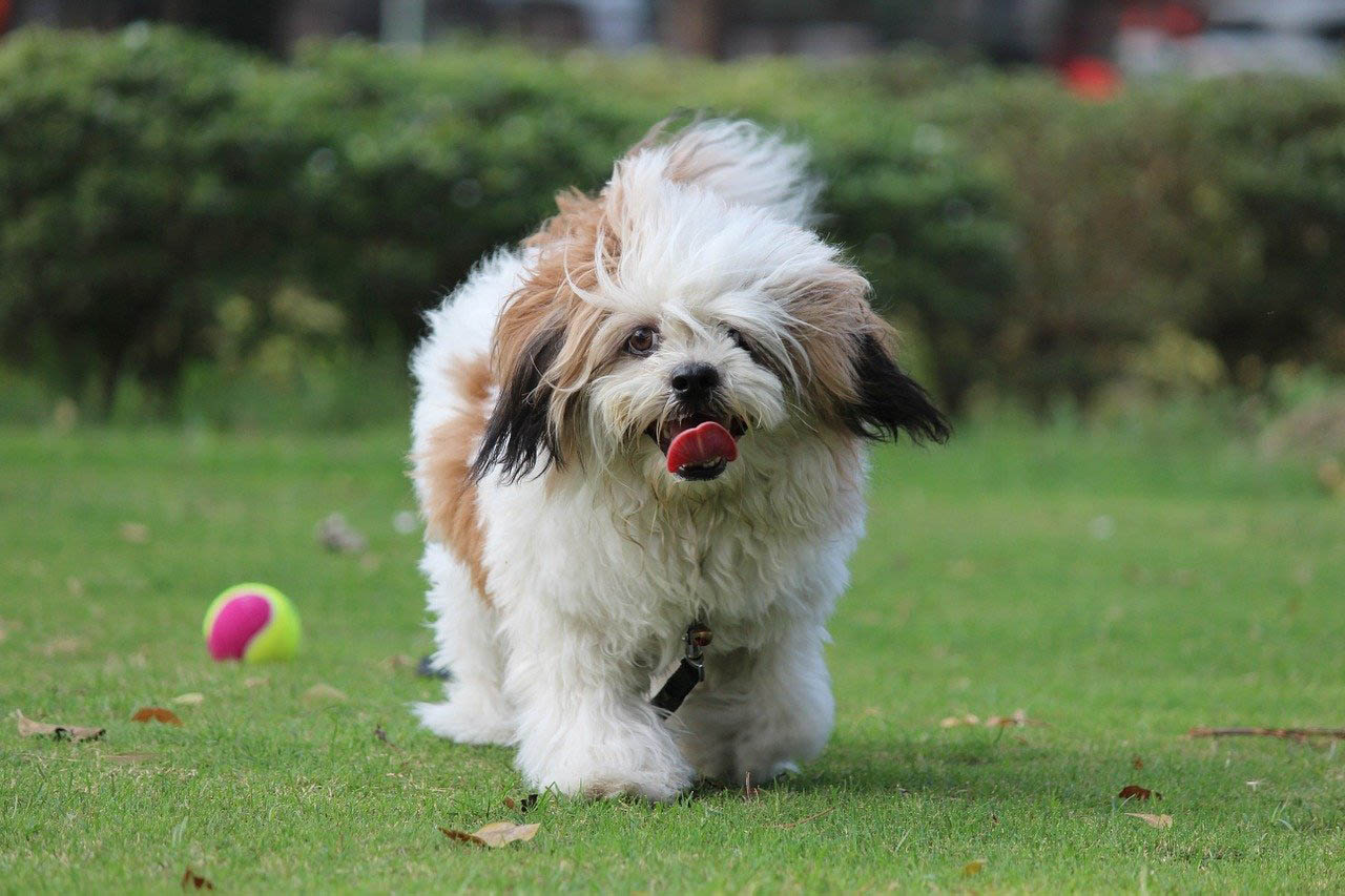 De Betovering van de Kleine Wollige Hond