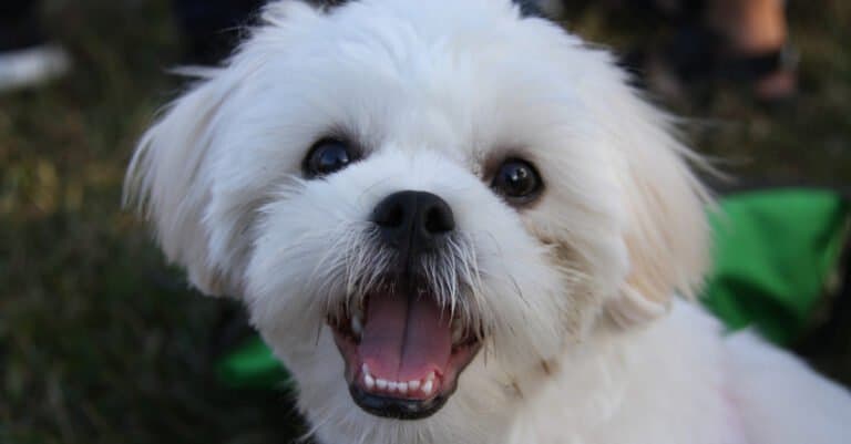 maltezer met shih tzu