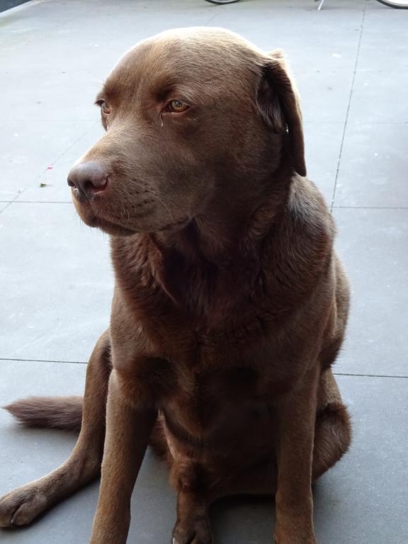 Prachtige Bruine Hond Met Lange Oren: Een Betoverende Verschijning