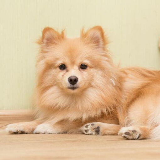 bruine kleine hond