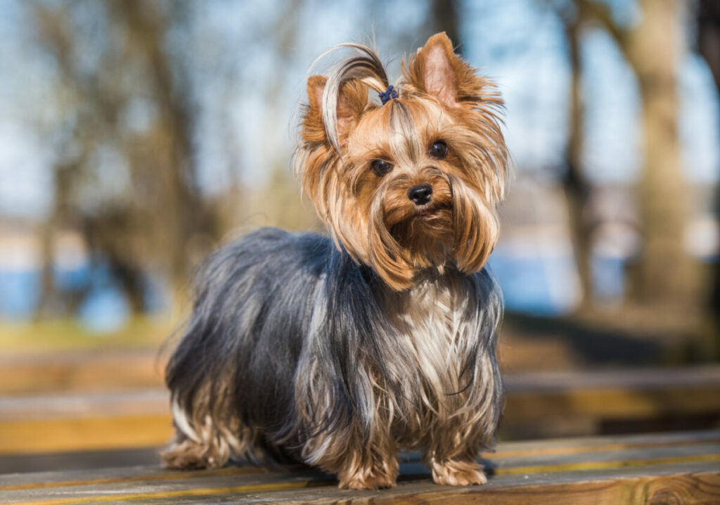 De Vreugde van Het Bezitten van Een Kleine Hond