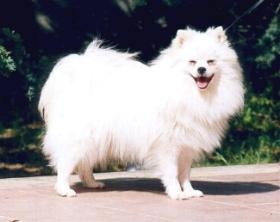 Prachtige Grote Witte Hond Met Lange Haren: Een Majestueuze Verschijning