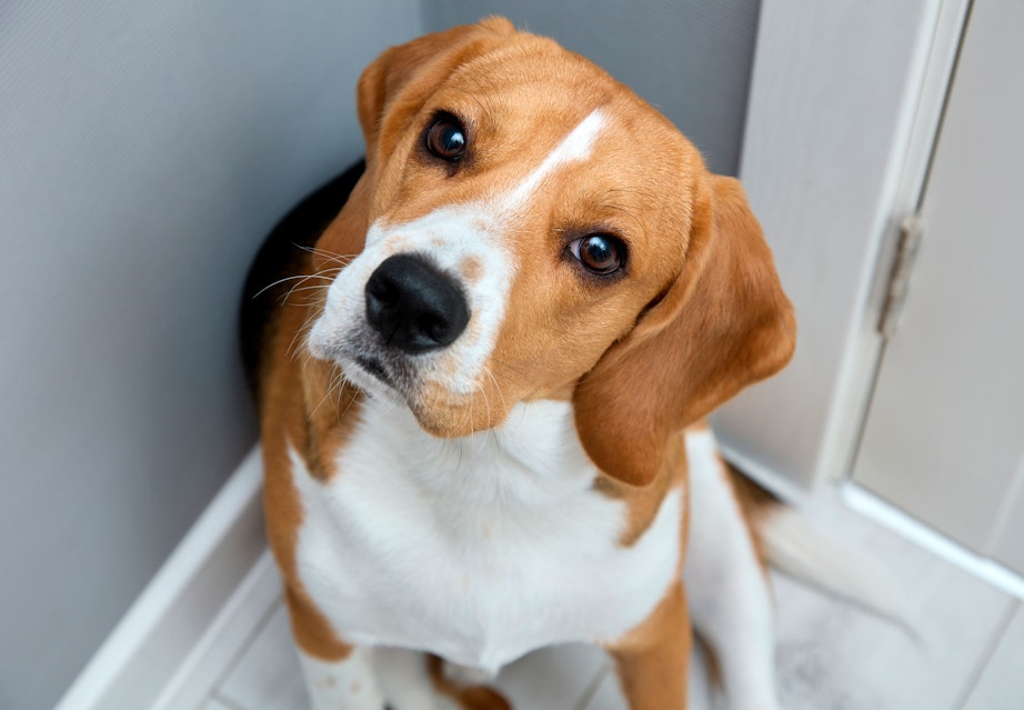 hond of honden