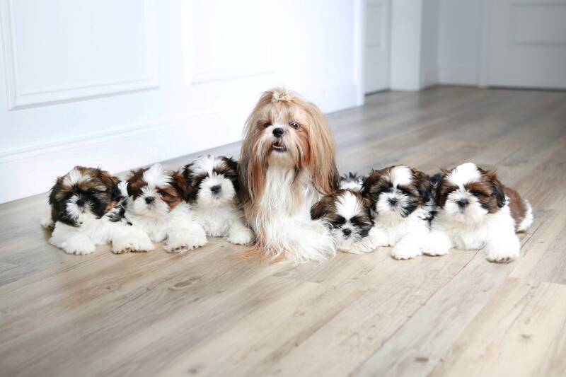 hond shih tzu kopen