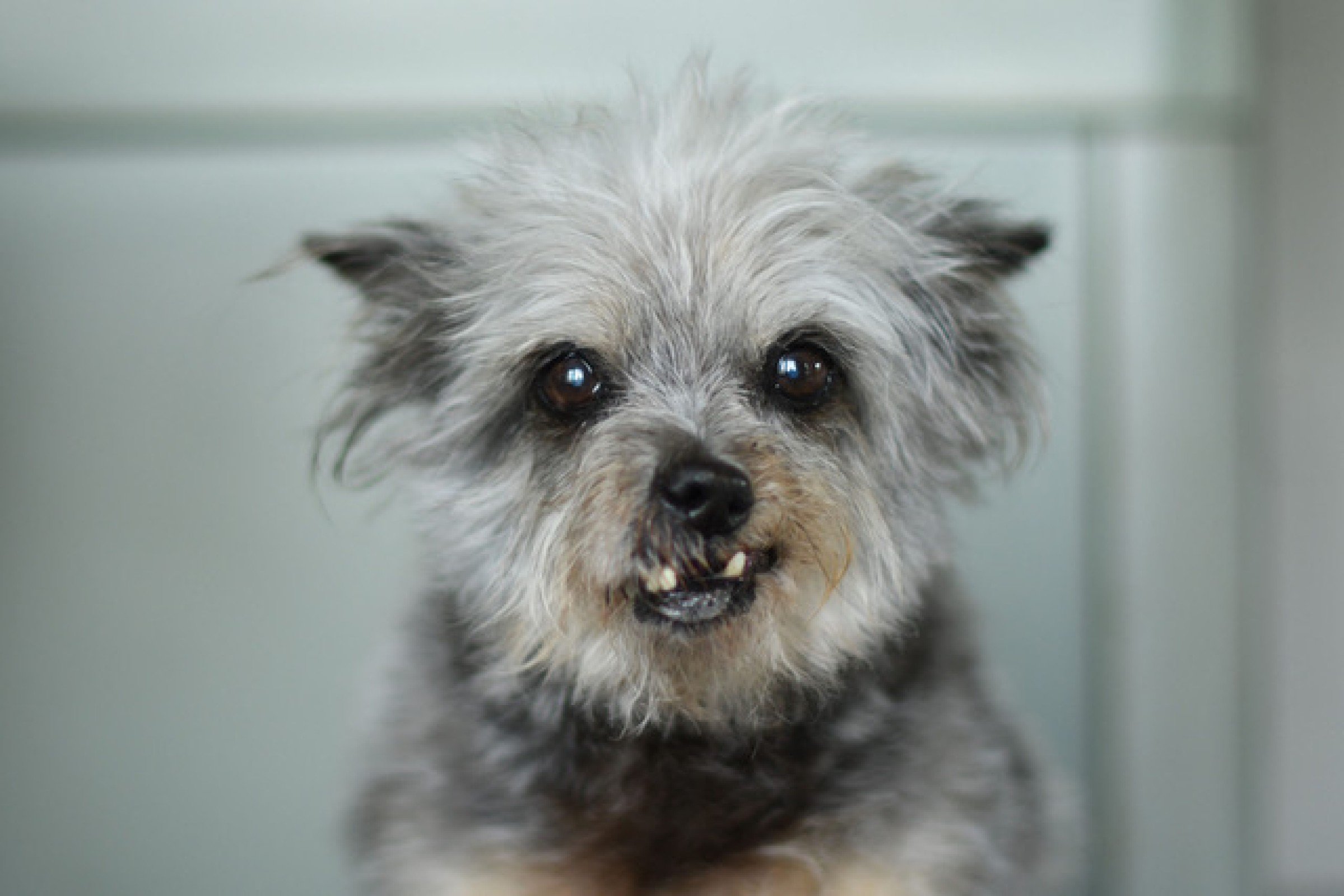 honden van overleden baasjes adopteren