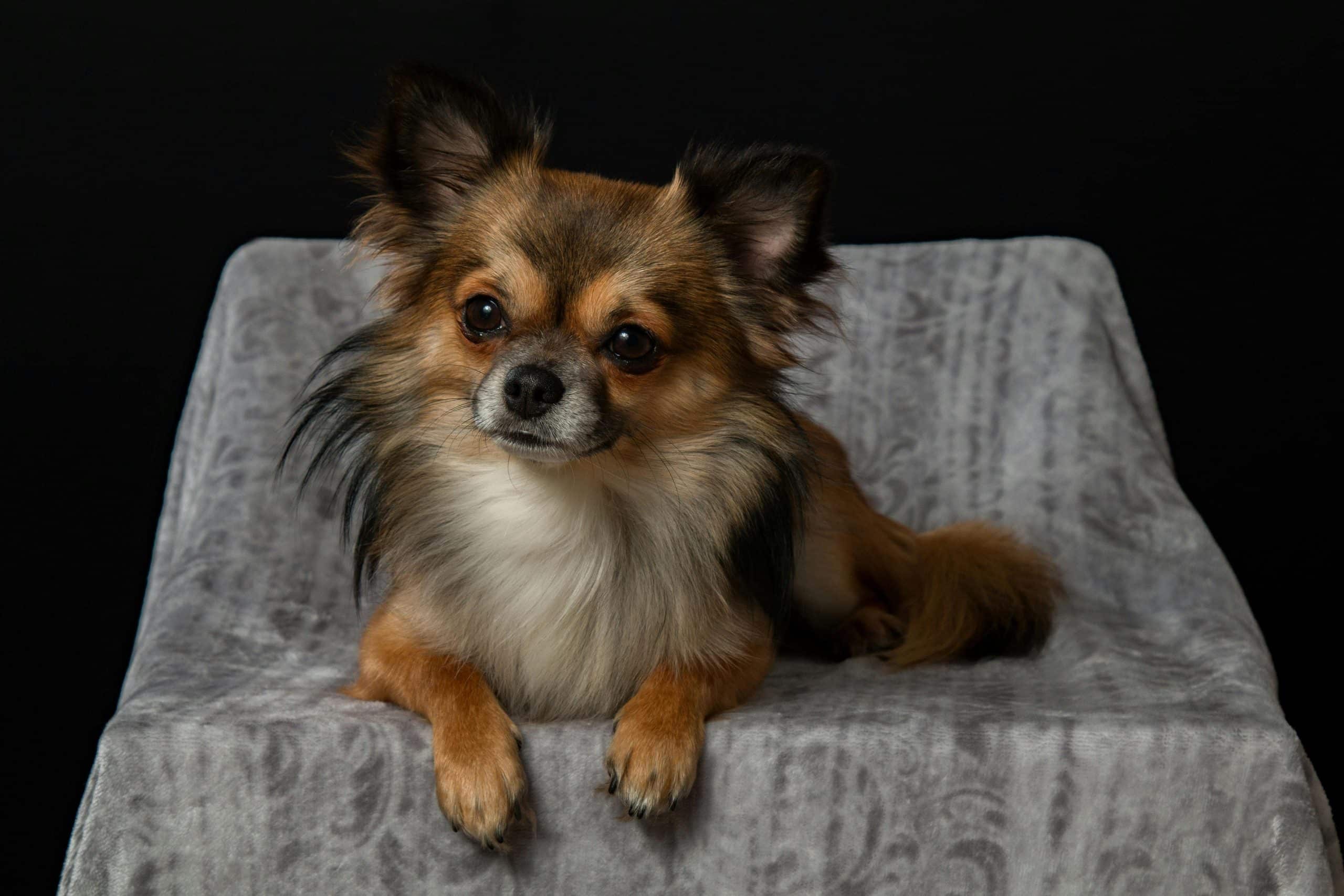 hondenrassen kleine honden