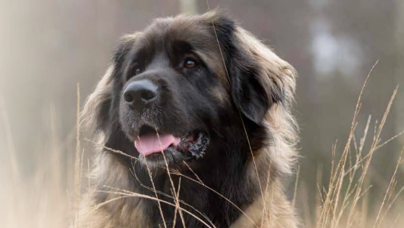 De Diverse Karaktereigenschappen van de Hond