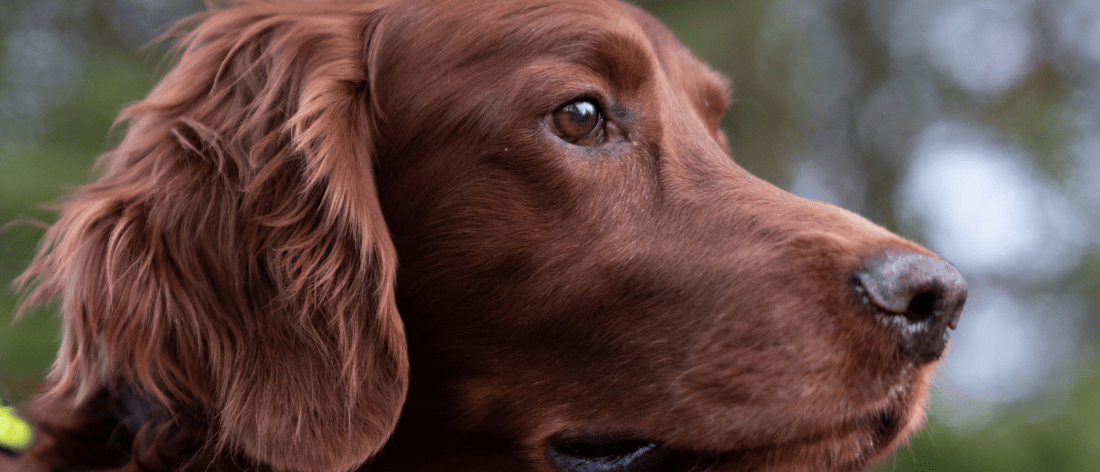 kleine hond kortharig
