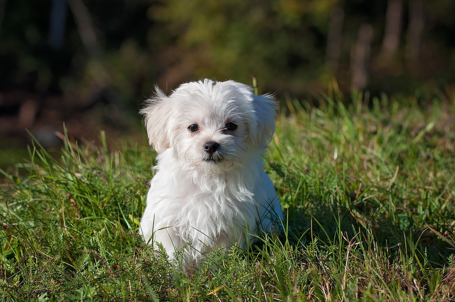 maltezer shih tzu fokker