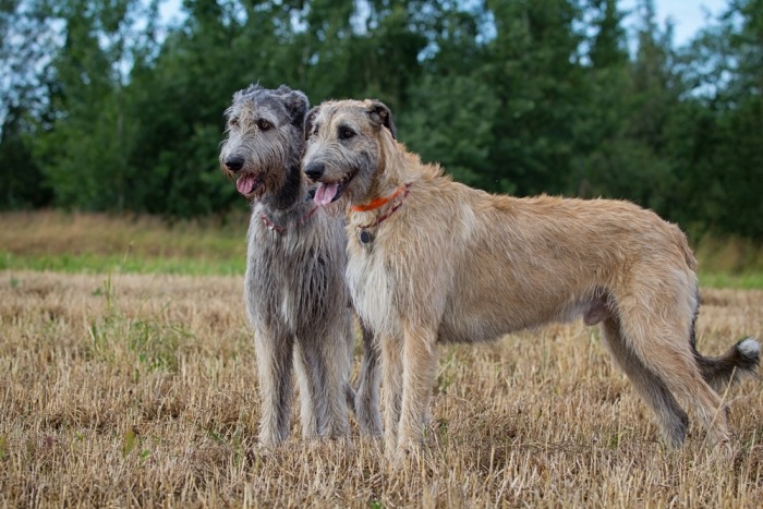 Prachtige Grote Honden: Majestueuze Viervoeters Die Indruk Maken