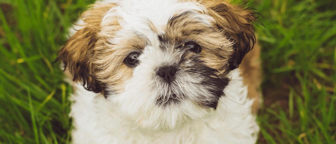 shih tzu maltezer fokker