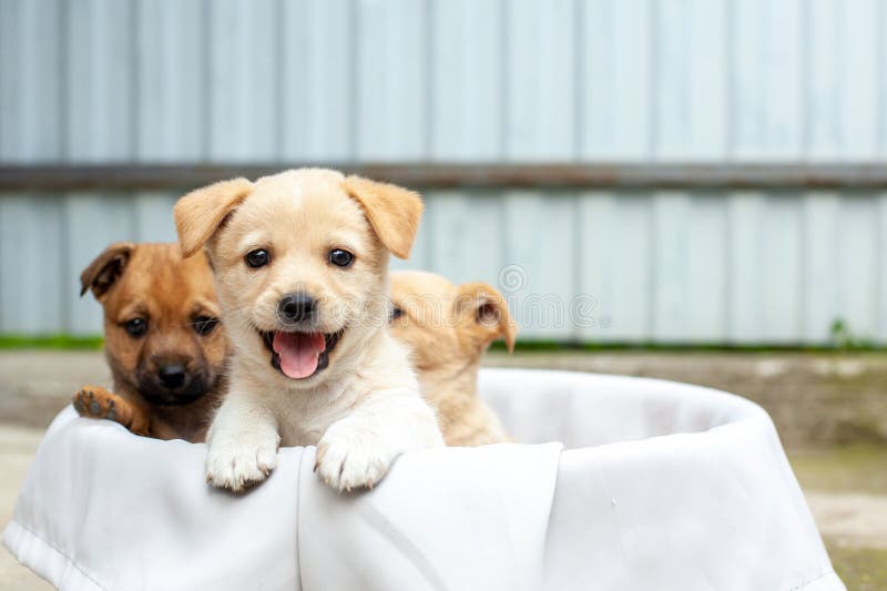 adoptie kleine hond