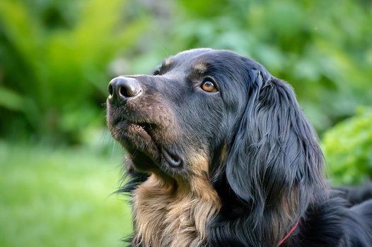 De Pracht van de Grote Zwarte Langharige Hond
