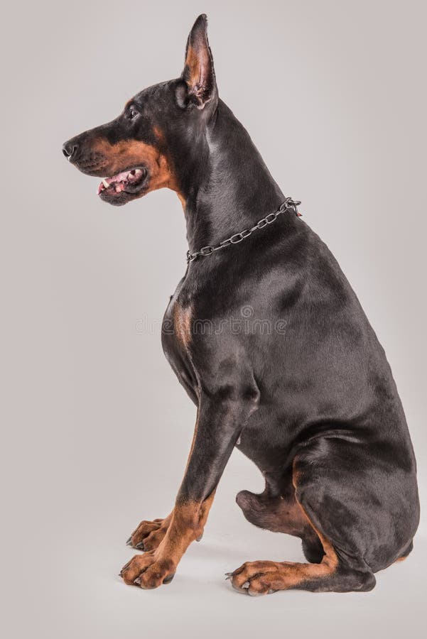 hond zwart