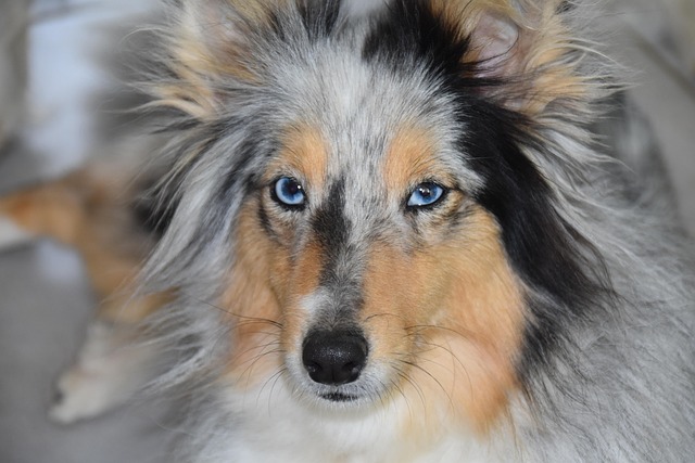 hondenras met blauwe ogen