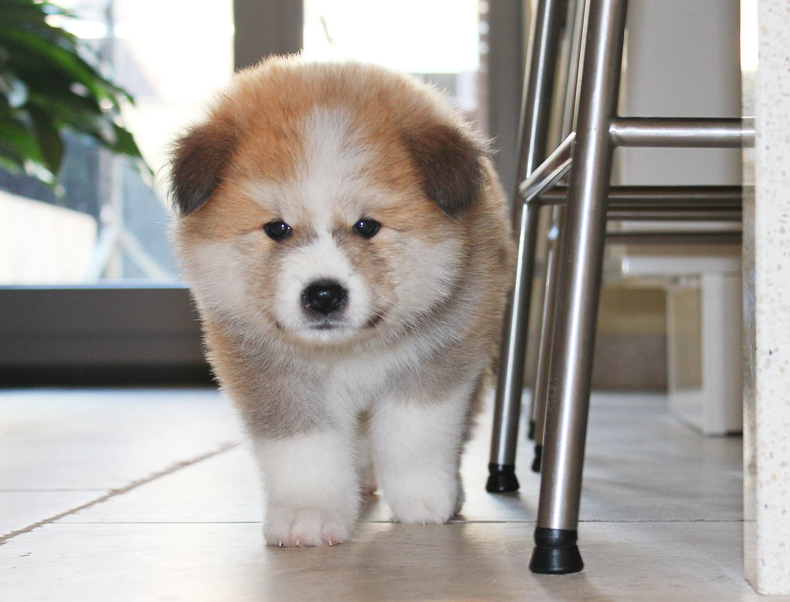 Ontdek de Charme van de Kleine Akita Hond: Een Liefdevolle Metgezel