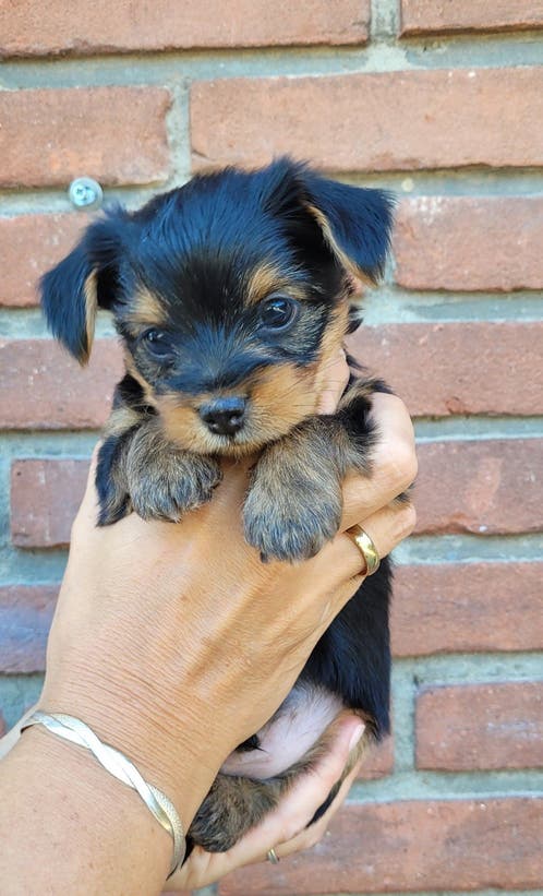 Ontdek de Charmante Wereld van de Kleine Boomer Hond